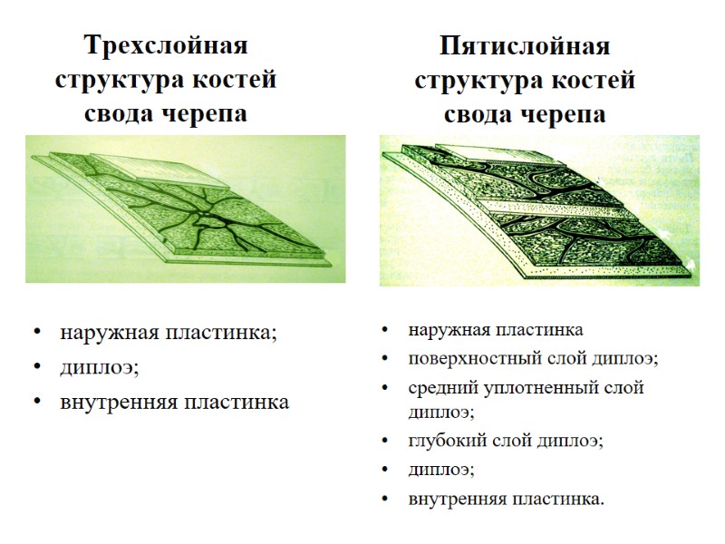 Трехслойная структура костей свода черепа наружная пластинка; диплоэ; внутренняя пластинка Пятислойная структура костей свода